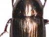 Amara ovata